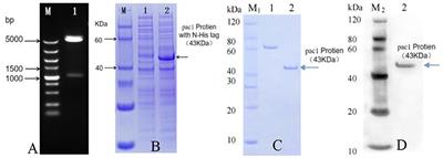 Breeding of virus-resistant transgenic sugarcane by the integration of the Pac1 gene